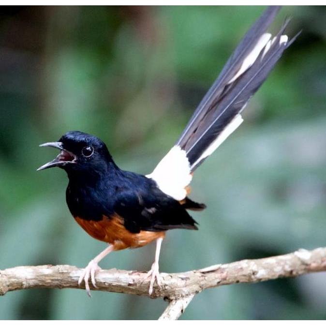 RAIHAN KANDANG MANDI BURUNG BAK KERAMBA MANDI BESI UNTUK BURUNG MURAI KACER WAMBI CUCAK IJO DLL