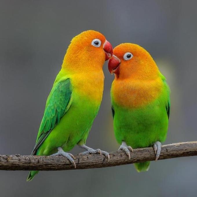 Vitamin WP untuk Breeding Burung 50 gram vitamin ternak BRANJANGAN KENARI LOVEBIRD AFGREY GOLDAMADIN