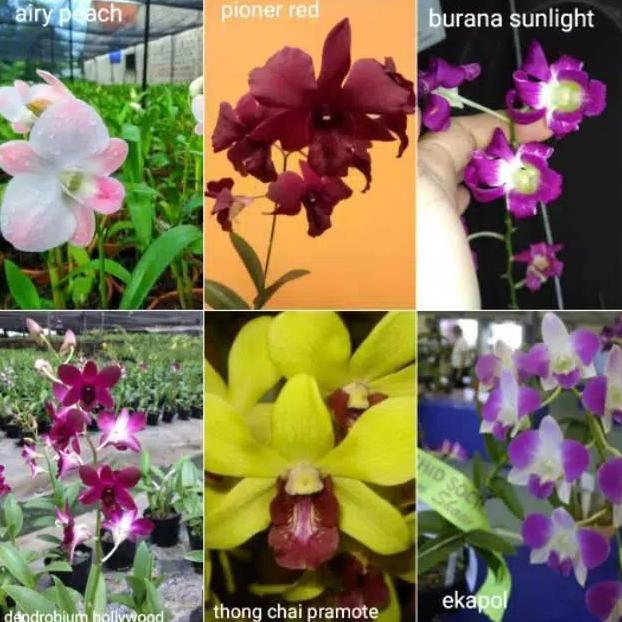 Promo PROMO PAKET ANGGREK DENDRO 6 JENIS DEWASA COD