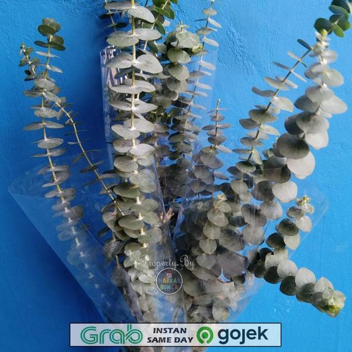 Promo Silver dollar Leaf asli fresh 1 iket / daun dollar COD