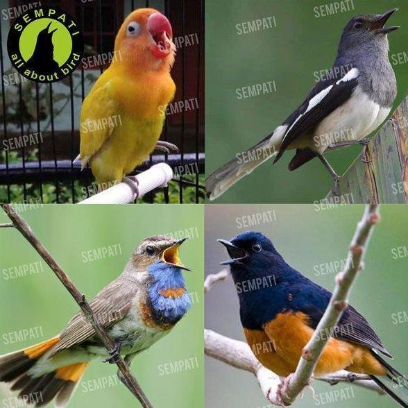 SEMPATI Yestoya Formula Herbal Probiotik Vitamin Penggacor Burung Murai Lovebird Kacer Kenari Minuma