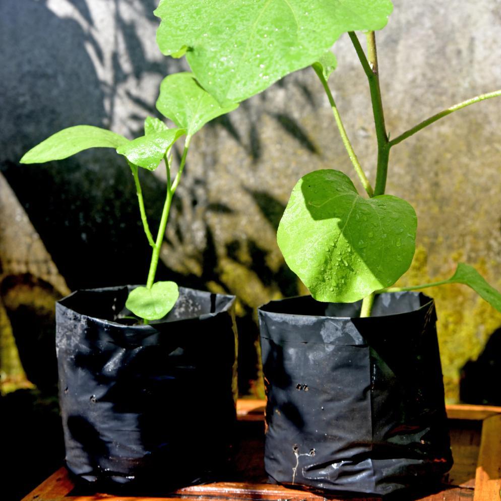 Bisa Cod 1 Pack Polybag Tanaman Polibag Tebal Kecil Sedang 15X10 20X20 25X25 30X30 35X35 40X40 50X50