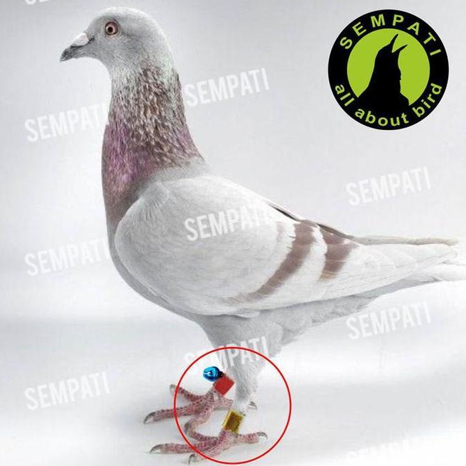 SEMPATI Ring Endemik Jawa Sungut Hias Ring Burung Merpati Dewasa Dara Lonceng Klintingan RJP9M