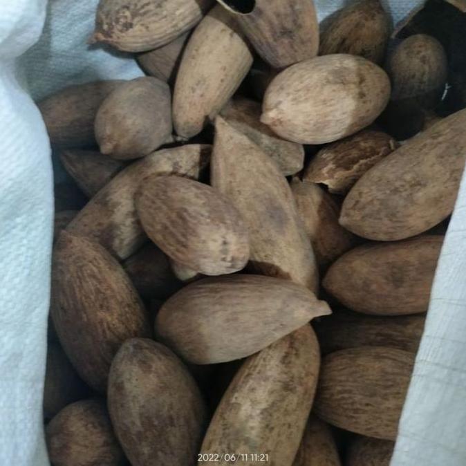 buah ulin kalimantan. buah pohon kayu ulin. untuk minyak yupbbu 7275pr