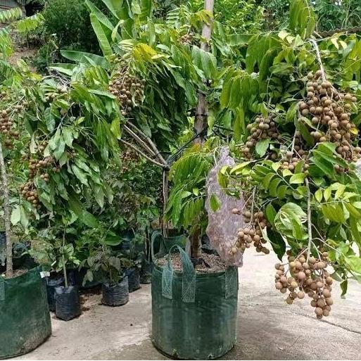 TANAMAN POHON KELENGKENG ITOH SUDAH BERBUAH/BERBUNGA
