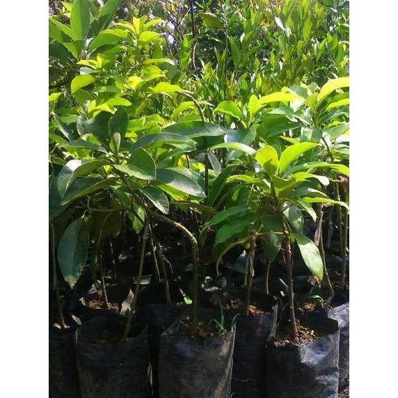 BISA BERBUAH DI POT Bibit Buah Alpukat Aligator