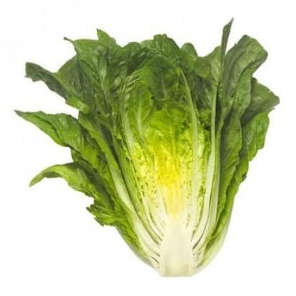 benih bibit selada romain maximus rz 100 pills