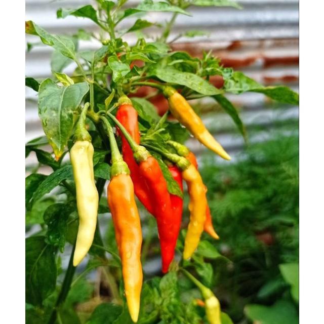 Bisa Cod Ya Kak Benih Cabe Benih Bibit Cabai Rawit Konsumsi Benih Cabe Merah Besar Keriting Rawit Hi