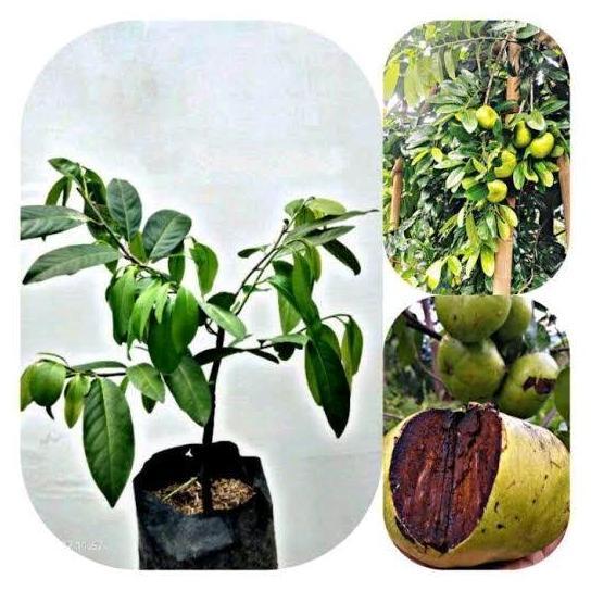 Benih Bibit Tanaman Buah Black Sapote Unggulan - Cepat Berbuah