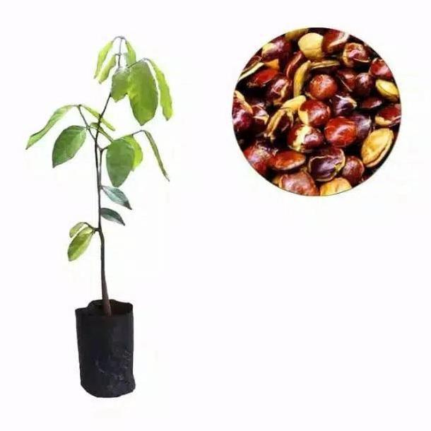 Bibit tanaman pohon buah jengkol Okulasi cepat berbuah tambulapot
