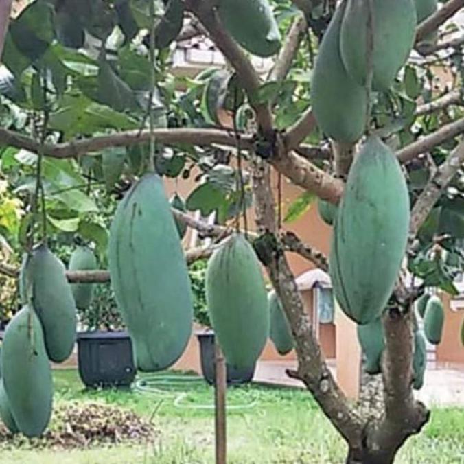 Mangga Kio Jay Bibit Tanaman Buah Super Jumbo Rasa Manis Harum Biji Kecil Cocok Untuk Kebun Dan Pot 