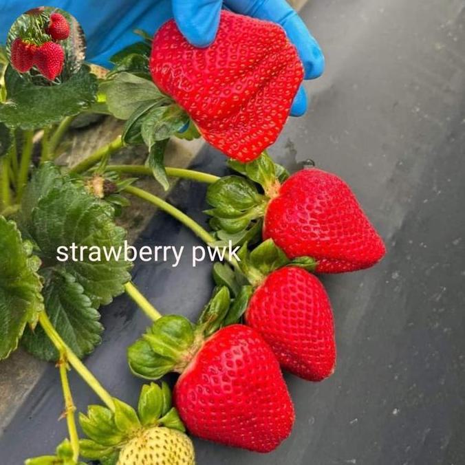 bibit strawberry ichan king