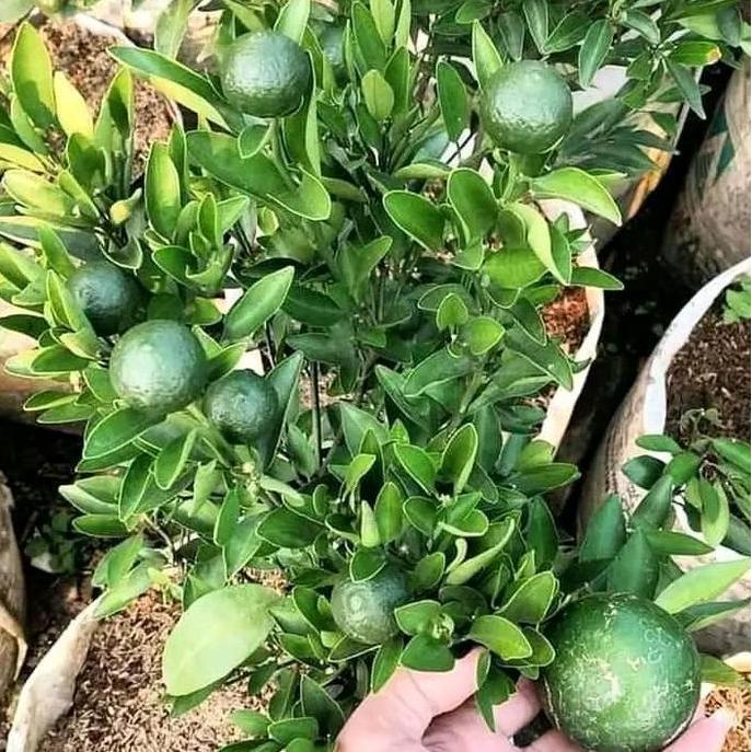 BIBIT JERUK SUDAH BERBUAH || bibit jeruk sudah ada buah super unggul || bibit jeruk berbuah rimbun