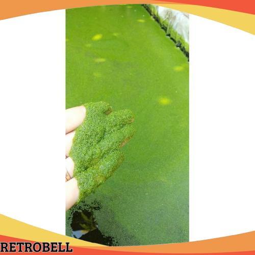 Sale Bibit Wolfia 150Gr Benih Wolffia