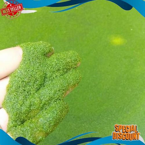 Premium Wolfia 5 Ons & 1Kg Wolffia