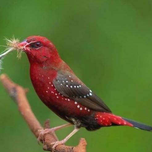 Burung Strawberry Finch Sepasang Pilihan