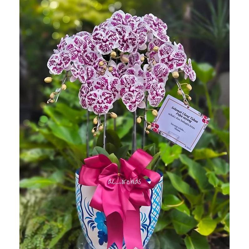 Anggrek bulan Dalmation rangkaian 6 pohon pot keramik CO