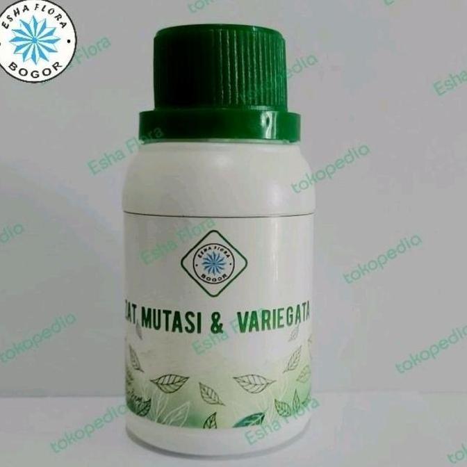 Zat Mutasi Variegata Esha Flora