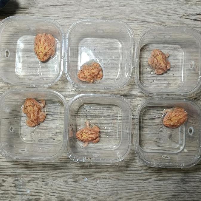 New- Pacman Frog atau Kodok Pacman