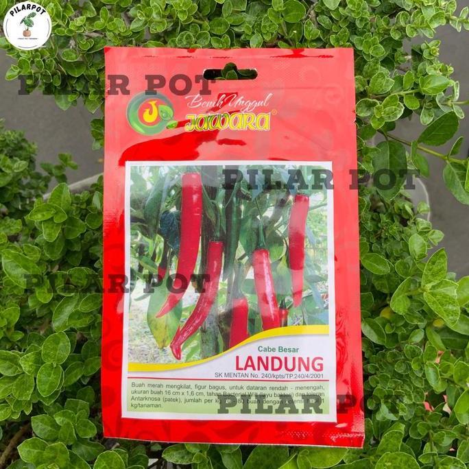 Benih Bibit Cabe Besar Benih Unggul Jawara - CABE BESAR LANDUNG