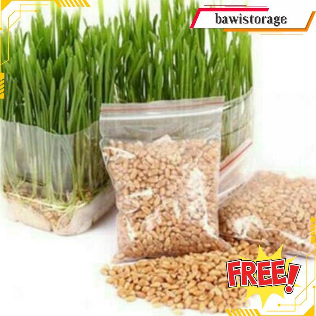 Bibit Wheatgrass Biji Rumput Gandum 500Gr Original Produk