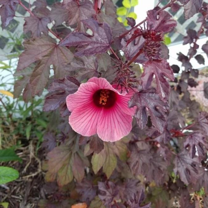 New- Tanaman Hibiscus Red Panama / Cranberry Hibiscus