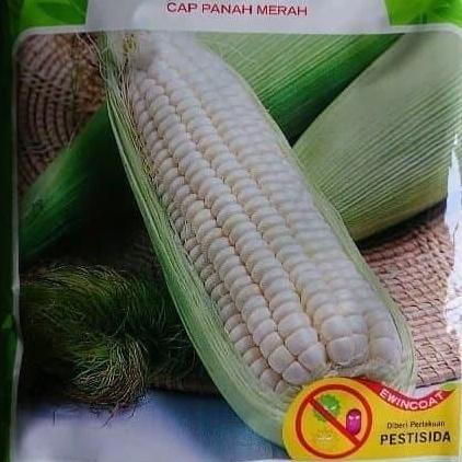 New- Benih bibit jagung putih pulut KUMALA jagung kumala panah merah