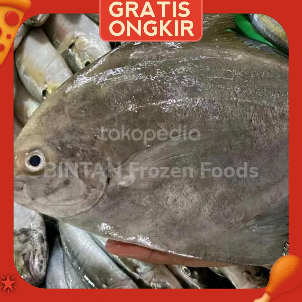 Ikan Bawal Hitam | Bawal Laut Segar Fresh 1 Kg