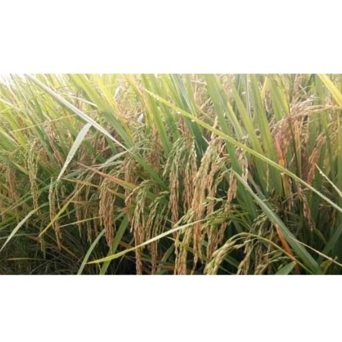 Benih padi SEDAYU kemasan 5kg anakan banyak bobot mantap