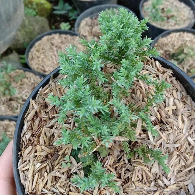 (Baby) CEMARA DWARF /Juniperus Procumbens Nana . Import . RARE STOCK