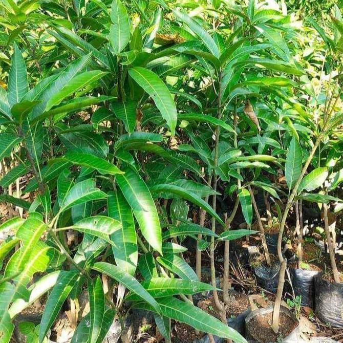 bibit tanaman mangga alpukat 1 meter an murah