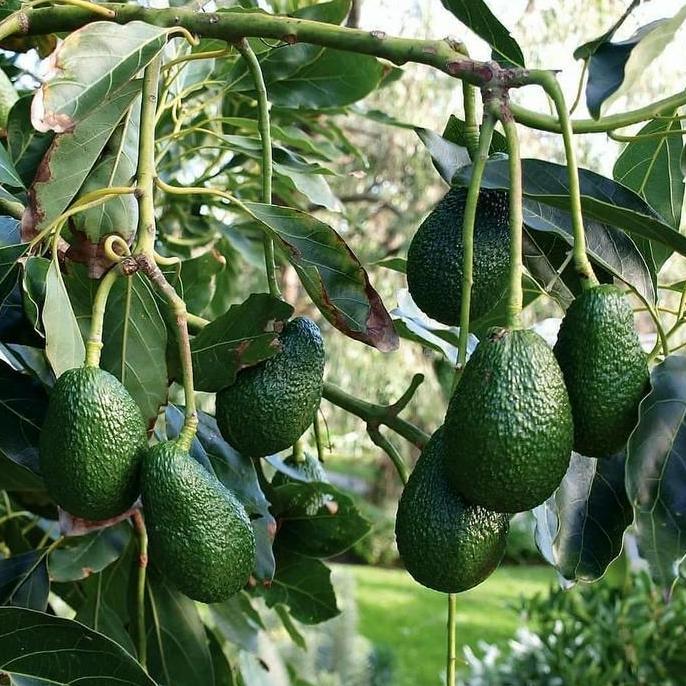 bibit alpukat hass 1 meter