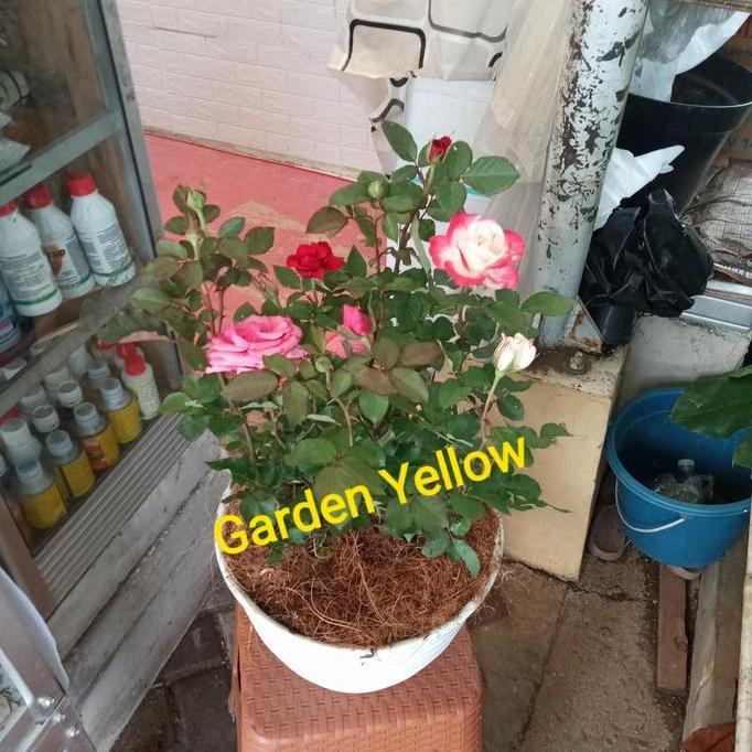 Tanaman Hias Paket 3 Mawar / Bunga Rose / Dan Pot Putih+ Serabut