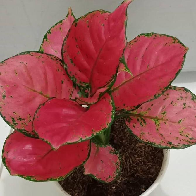 aglonema Katrina baby