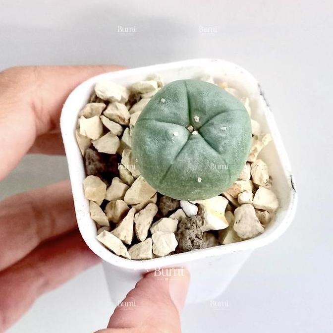 Lophophora williamsii - Bumi Kaktus Gurun Succulent