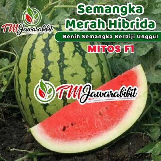 Benih semangka berbiji hibrida MITOS F1  original JAWARA