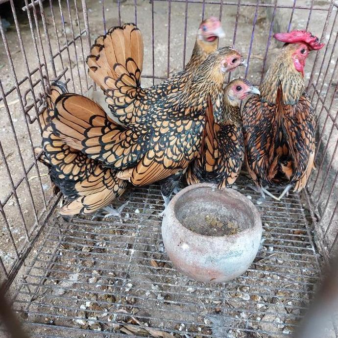 ayam batik kanada motif rapi