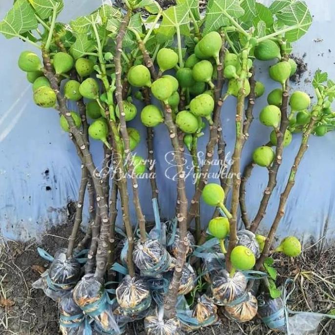 POHON Fresh cangkok pohon tin TGF Jumbo | bibit buah tin TGF Jumbo SIAP BERBUAH bibit berkualitas pr