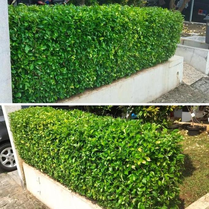 tanaman pagar teh tehan murah - pohon teh tehan pagar