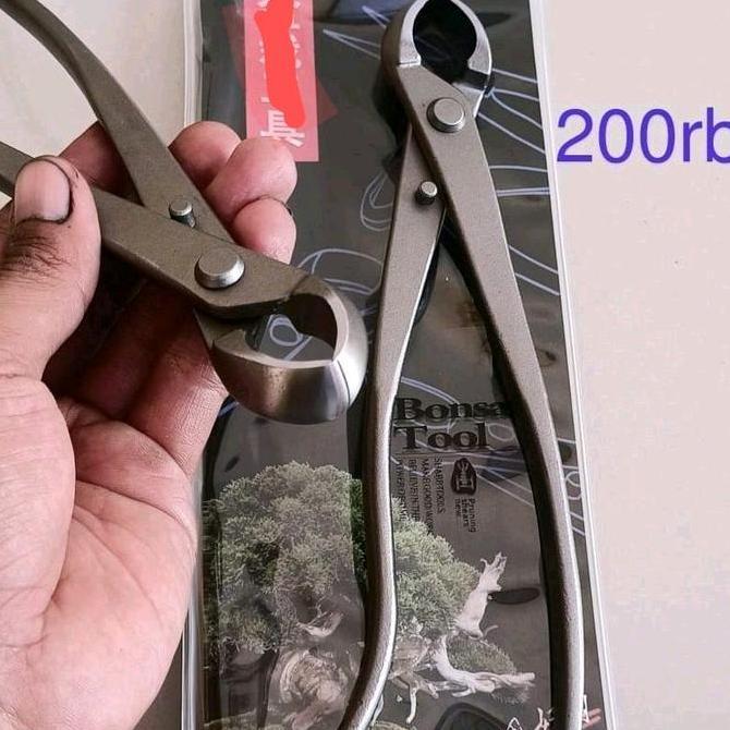 Grosir Catut Bonsai Cembung 21 Cm Catok Cembung Tanaman Bonsai