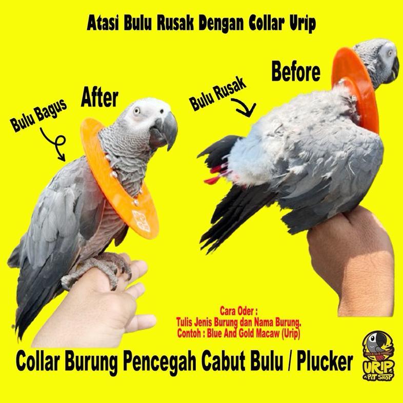 Collar Burung Parrot Mencegah Cabut Bulu / Plucker Kakatua Afgrey Macaw dll aksesoris hewan
