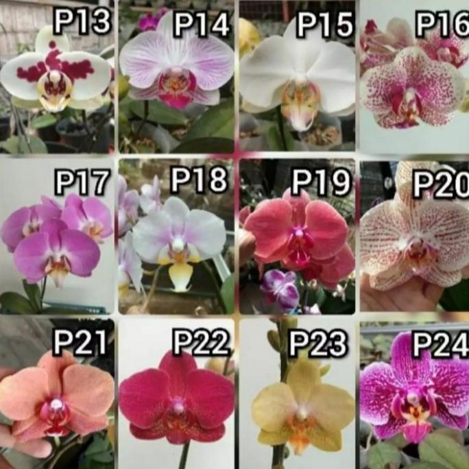 anggrek bulan spike siap berbunga - anggrek bulan spike/knop - anggrek