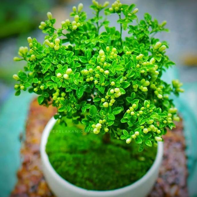 Bonsai Mame Kemuning Micro Murraya Paniculata Berbunga Harum BESTSELER