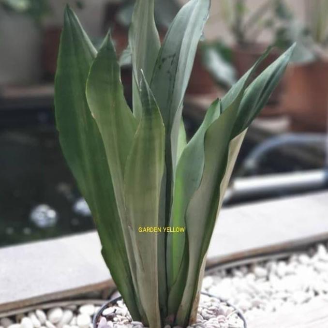 TANAMAN LIDAH MERTUA / SENSIVERA MOONS WHIT +POT DAN BATU