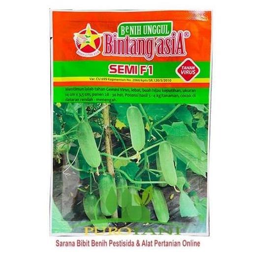 Bibit Mentimun F 1 Benih Timun Semi F1 Bintang Asia 900 Butir 20gr