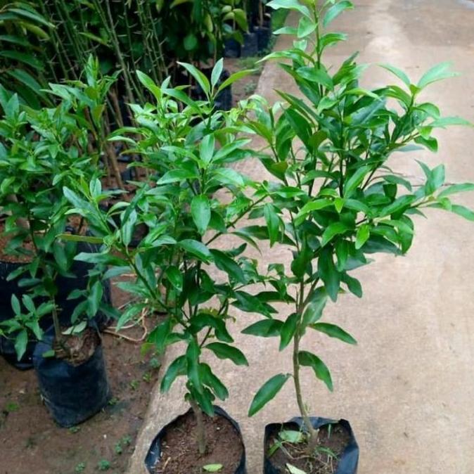 Bibit pohon jeruk Dekopon Thailand jumbo