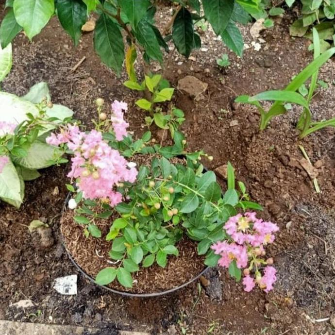 Bunga Sakura / Tanaman Hias Bunga Sakura Berbunga + Pot Hitam