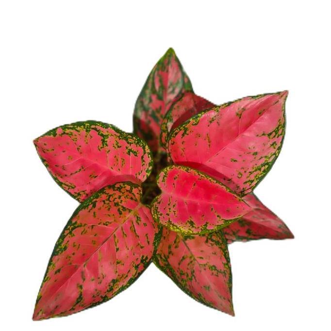 benih bunga aglonema big apel