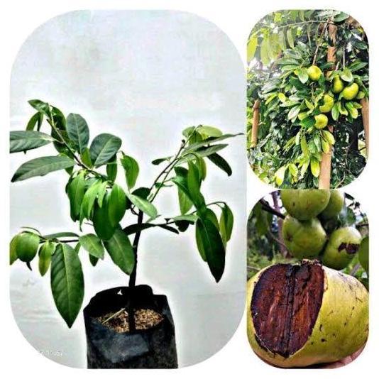 Benih Bibit Tanaman Buah Black Sapote Unggulan - Cepat Berbuah TUMBUHAN