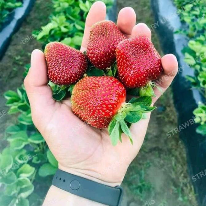 bibit strawberry manis TUMBUHAN